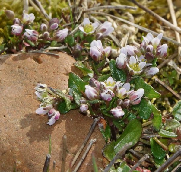 March 2017 - Rye Harbour Nature Reserve Sightings